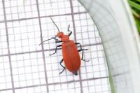 Pyrochroa serraticornis