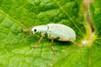 Polydrusus impressifrons