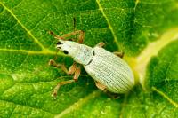 Polydrusus impressifrons