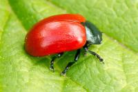 Chrysomela populi