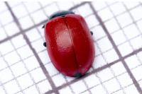 Chrysomela populi