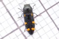 Ptosima undecimmaculata