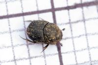 Onthophagus