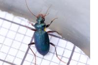Leistus spinibarbis