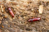 Corticeus unicolor