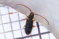 Uleiota planatus