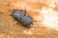 Dorcus parallelipipedus
