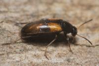 Anaspis fasciata