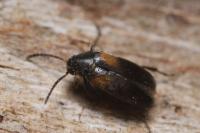 Anaspis fasciata