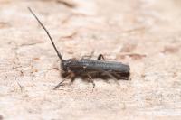 Phytoecia cylindrica