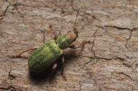 Pachyrhinus lethierryi