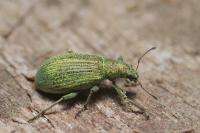 Polydrusus planifrons