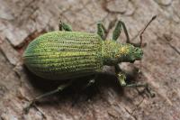 Polydrusus planifrons
