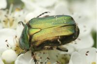 Cetonia aurata