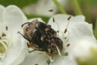 Valgus hemipterus