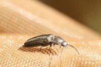 Cidnopus pilosus