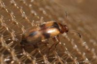 Anaspis maculata