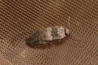 Agrypnus murinus