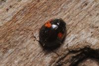 Adalia decempunctata