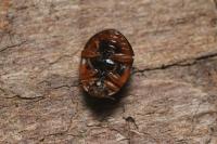 Adalia decempunctata