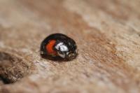 Adalia decempunctata