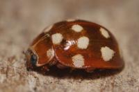 Calvia quatuordecimguttata
