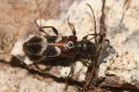 Poecilium alni