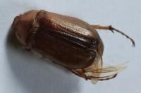 Rhizotrogus aestivus