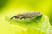 Lixus filiformis