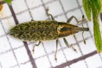 Lixus filiformis