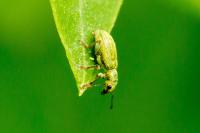 Pachyrhinus lethierryi