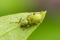 Pachyrhinus lethierryi