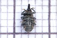 Larinus turbinatus