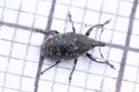 Larinus turbinatus
