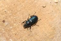 Platycerus caraboides