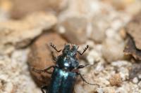 Platycerus caraboides