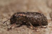 Sitona hispidulus