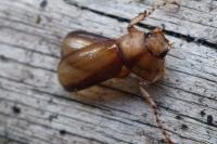 Rhizotrogus aestivus