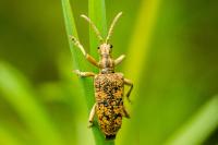 Rhagium sycophanta