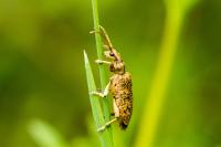 Rhagium sycophanta