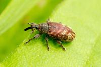 Bradybatus kellneri