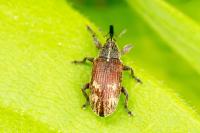 Bradybatus kellneri