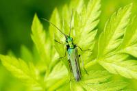 Oedemera nobilis