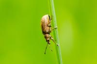 Phyllobius pyri