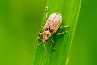 Phyllobius pyri