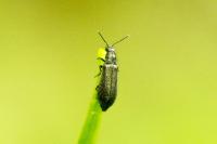 Dasytes aeratus