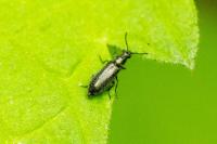Dasytes aeratus