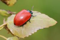 Chrysomela populi