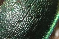 Carabus nemoralis