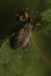 Hypera postica